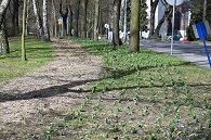 Park i planty w Orzegowie zyskały blask 