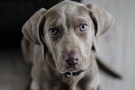 Z miłości do zwierząt