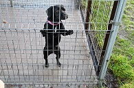 Opieka dla bezdomnych zwierząt