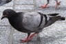 Problematyczny Columba livia forma urbana