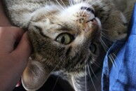 Pierwsze koty za płoty