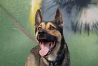 Schronisko działa prawidłowo