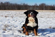 Walentynkowa pomoc dla zwierzaków