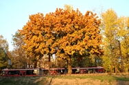 Program ochrony środowiska w konsultacji