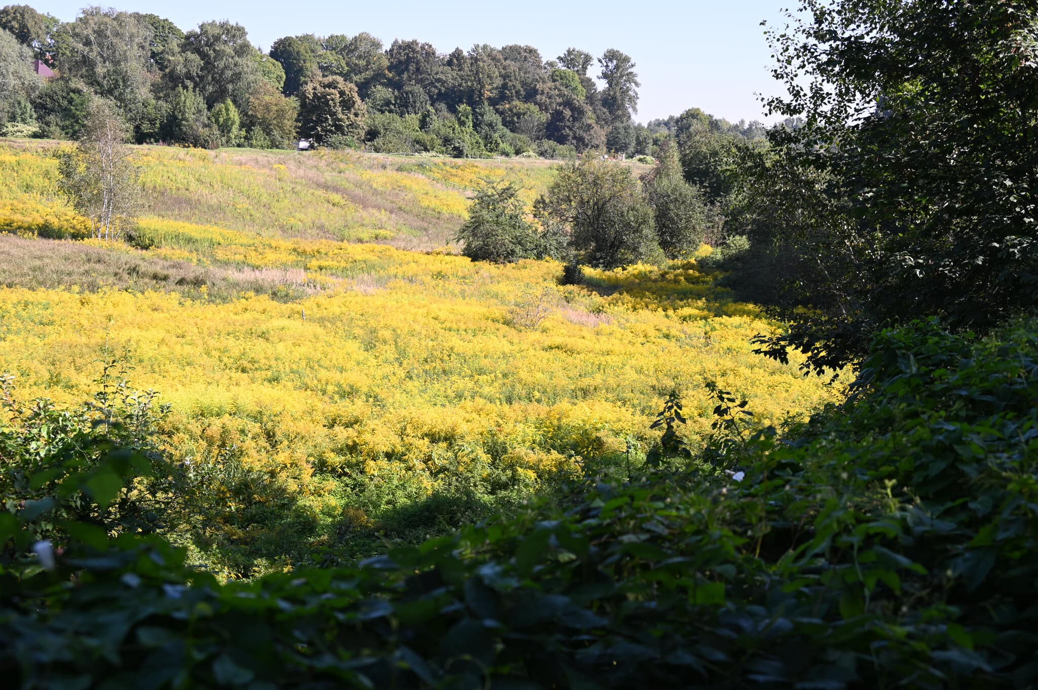 Łąka pełna kwiatów i drzew