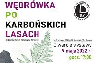Wędrówka po karbońskich lasach