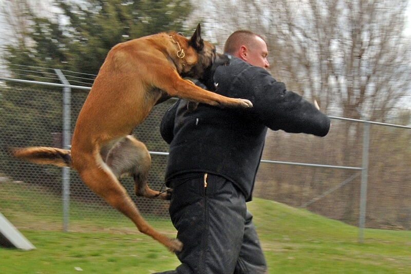 Pies skacze na człowieka.