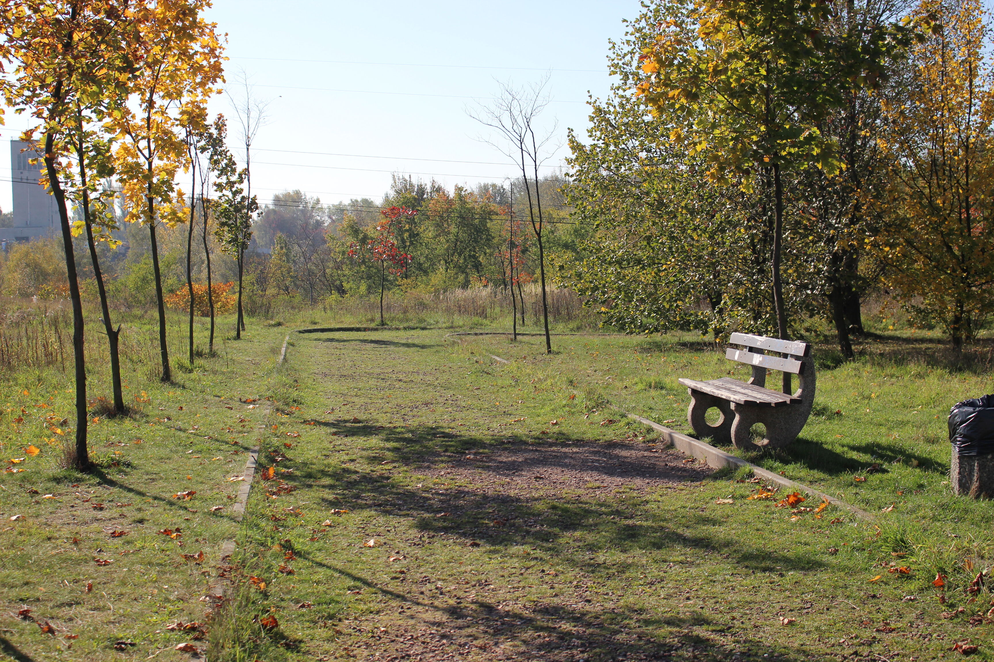 Zieleń i ławka oraz drzewa