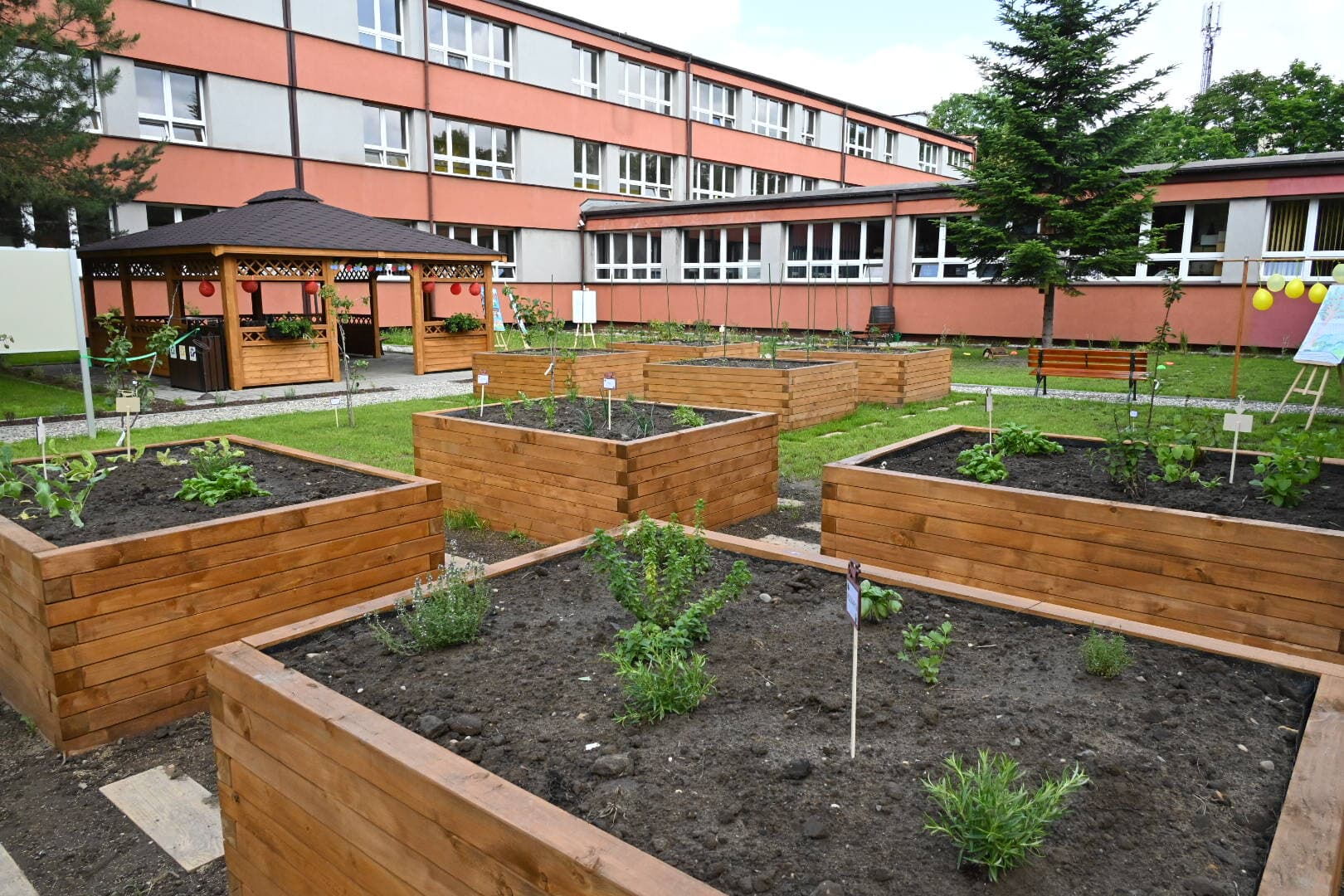 Na pierwszym planie grządki, w tle altana, budynek szkoły.