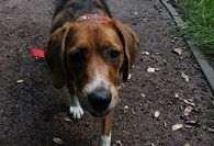 Bezdomne zwierzęta pod opieką