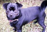 Zaczipuj psa za darmo!