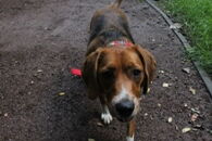 Opłata za psa po staremu