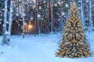 Akcja "Świąteczna choinka w parku"